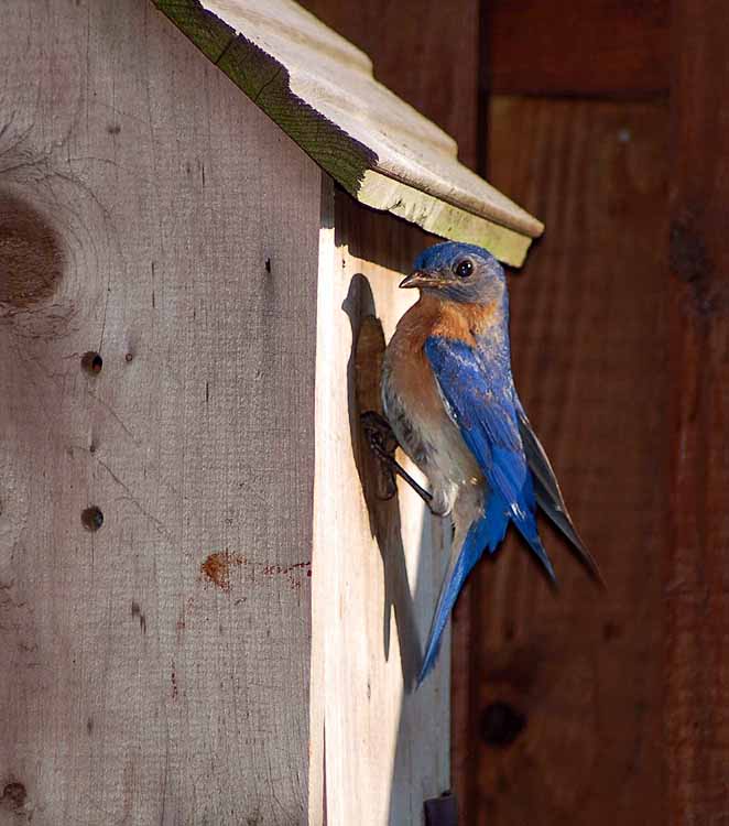 bluebirds